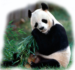 panda.jpg panda.jpg
