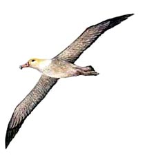 albatros.jpeg