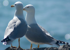 chaiki.jpg chaiki.jpg