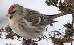 chechetka.jpg chechetka.jpg