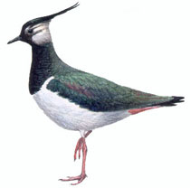 chibis_.jpg chibis_.jpg