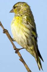 chigik.jpg chigik.jpg