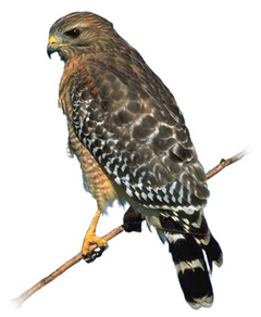 iastreb.jpg iastreb.jpg