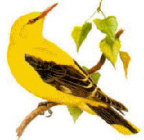 ivolga.gif ivolga.gif