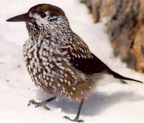 kedrovka.gif kedrovka.gif