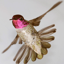 kolibri.jpg kolibri.jpg