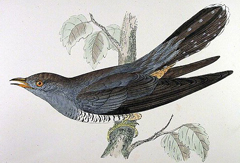 kukushka.jpg kukushka.jpg