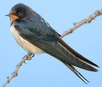 lastochka.jpg lastochka.jpg