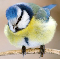 lazorevka.jpg lazorevka.jpg