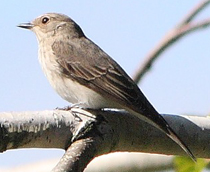 muholovka.jpeg muholovka.jpeg