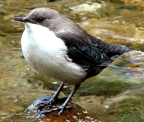 oliapka.jpg oliapka.jpg