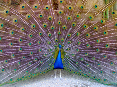 pavlin.jpg pavlin.jpg