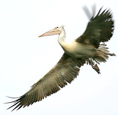 pelican.jpg pelican.jpg