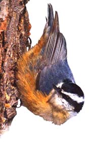 popolzen.jpg popolzen.jpg