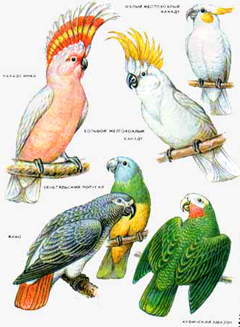 popugai.jpg popugai.jpg