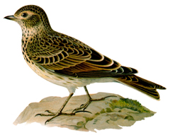 sgavoronok.jpg sgavoronok.jpg