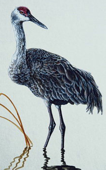 sguravl.jpg sguravl.jpg