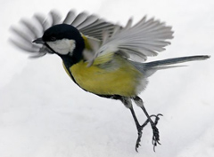 sinica.jpg sinica.jpg