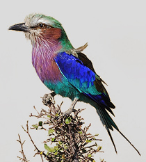 sizovoronka.jpg sizovoronka.jpg