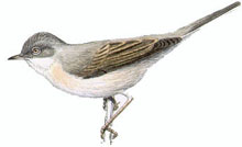 slavka.jpg slavka.jpg