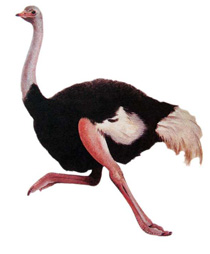 straus.jpg straus.jpg