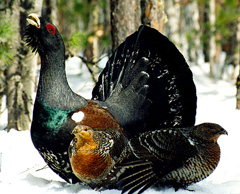 teterev.jpg teterev.jpg