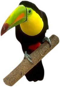 toucan.jpg toucan.jpg