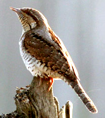 vertisheika.jpg vertisheika.jpg