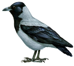 vorona.jpg vorona.jpg