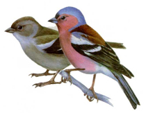 ziablik.jpg ziablik.jpg