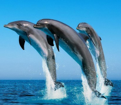 delfin.jpg