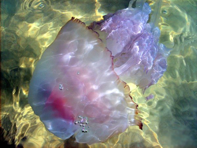 meduza.jpg