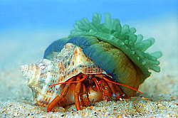 aktinia.jpg aktinia.jpg