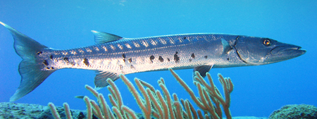 barracuda.jpg barracuda.jpg
