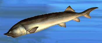 beluga.jpg beluga.jpg