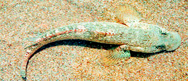 bychok.jpg bychok.jpg