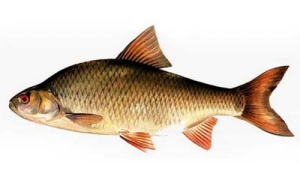 chebak.jpg chebak.jpg