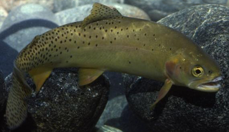 forel.jpeg forel.jpeg