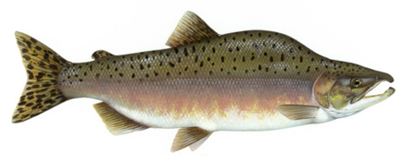 gorbusha.jpg gorbusha.jpg