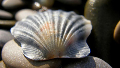 grebeshok.jpg grebeshok.jpg