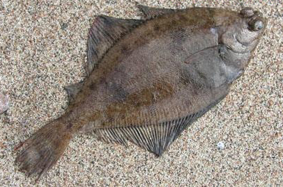 kambala.jpeg kambala.jpeg