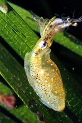 karakatica.jpg karakatica.jpg