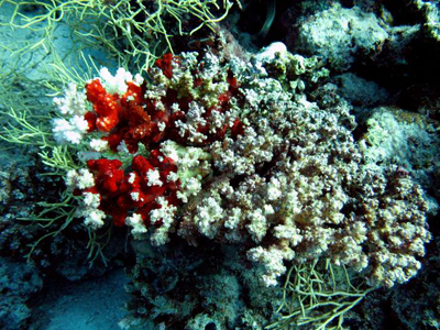 koral.jpg koral.jpg