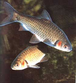 krasnsh.jpg krasnsh.jpg