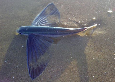 letuchaia.jpg letuchaia.jpg