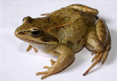 liagushki.jpg liagushki.jpg