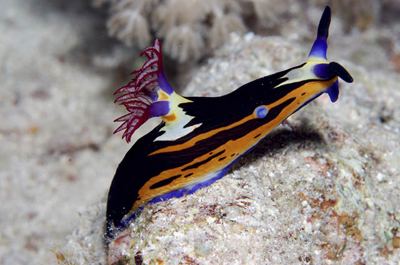 mollusk.jpg mollusk.jpg