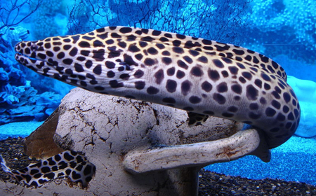 murena.jpg murena.jpg