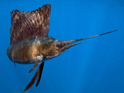 parusnik.jpg parusnik.jpg