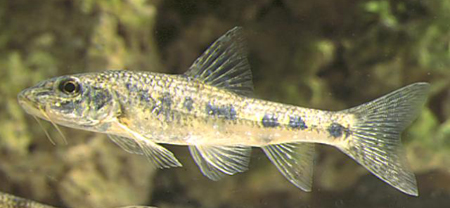 peskar.jpg peskar.jpg